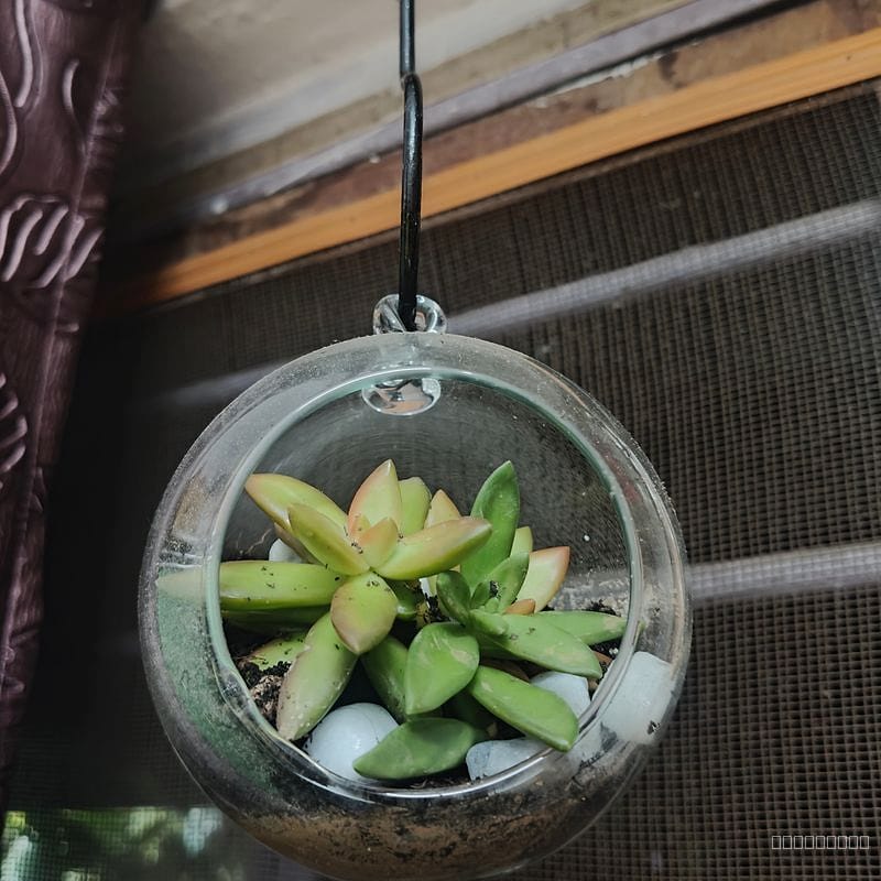Open terrarium 