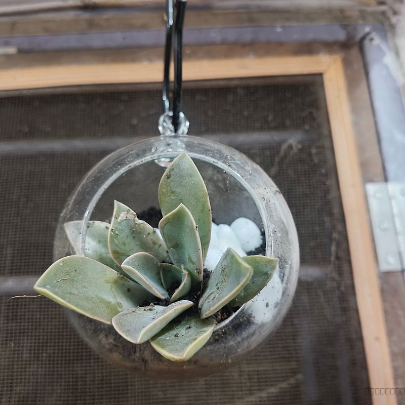 Open terrarium 