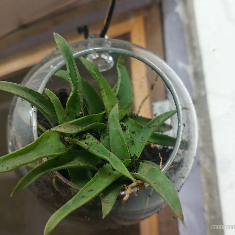 Open terrarium 
