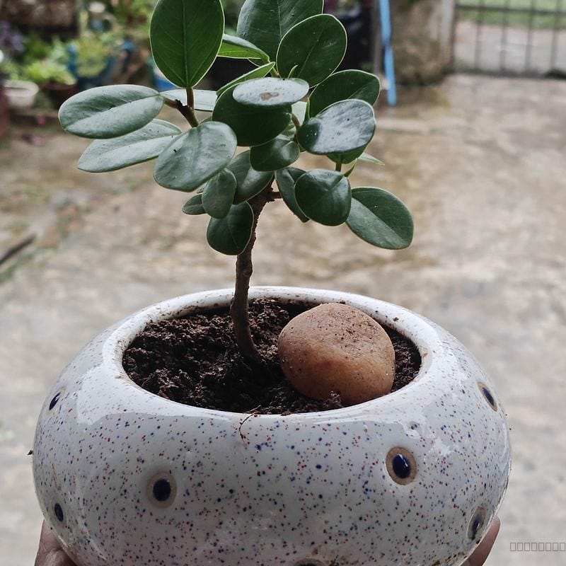 Ginseng Ficus in ceramic pot....bonsai in process