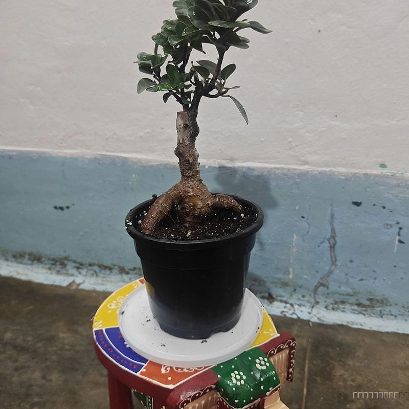 Ficus ginseng grafted bonsai indoor plant