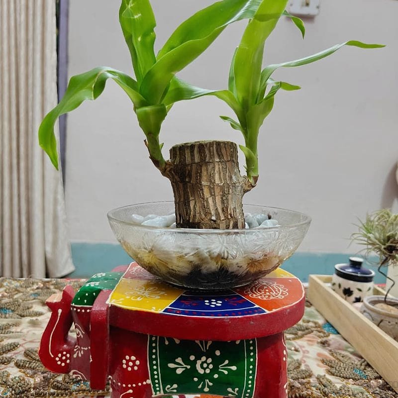 Brazilian wood lucky bamboo with pot and pebbles 