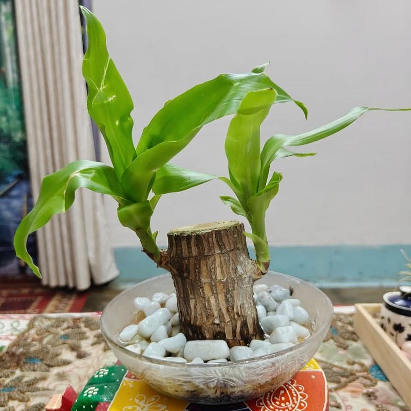 Brazilian wood lucky bamboo with pot and pebbles 
